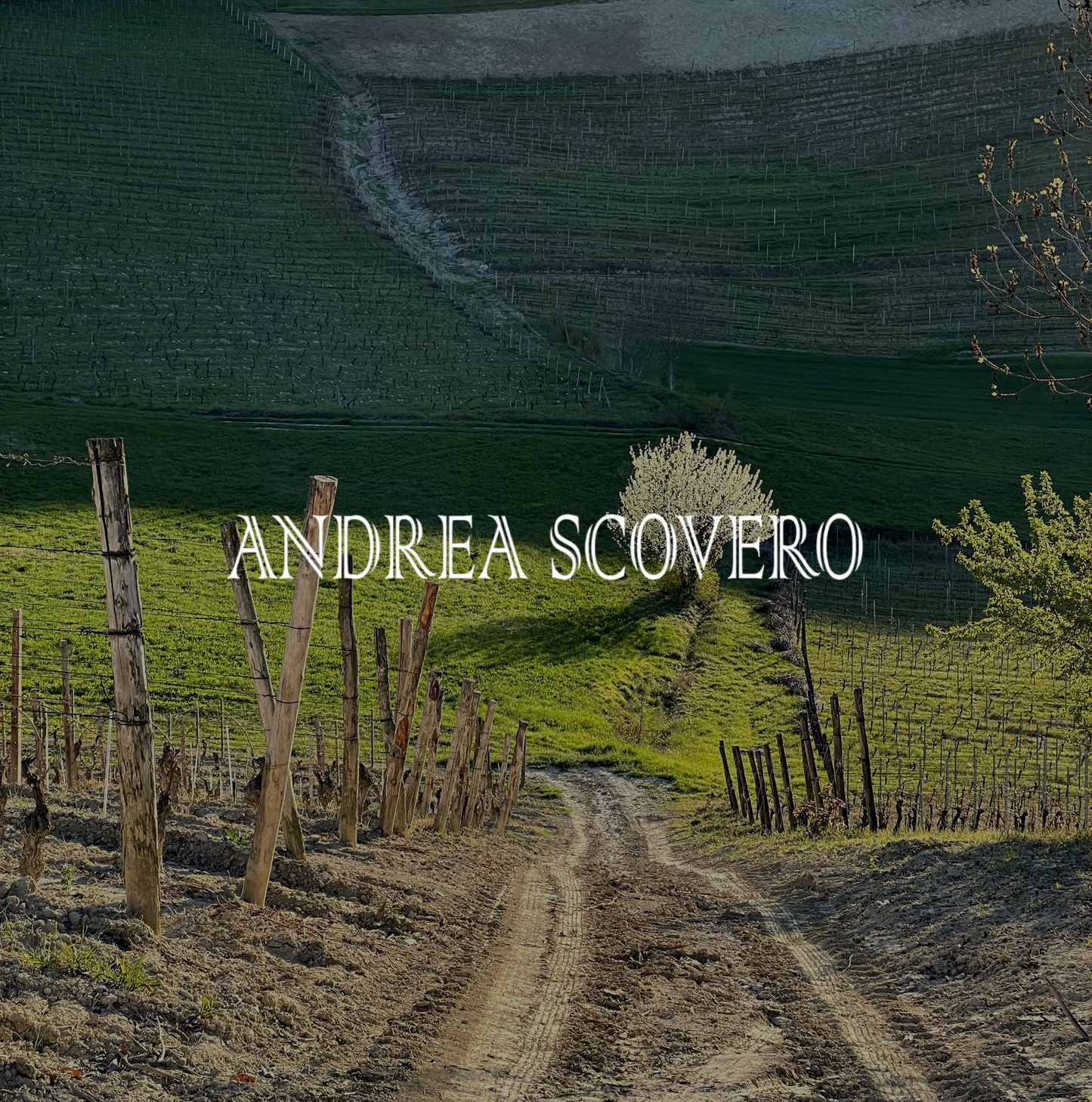 Andrea Scovero